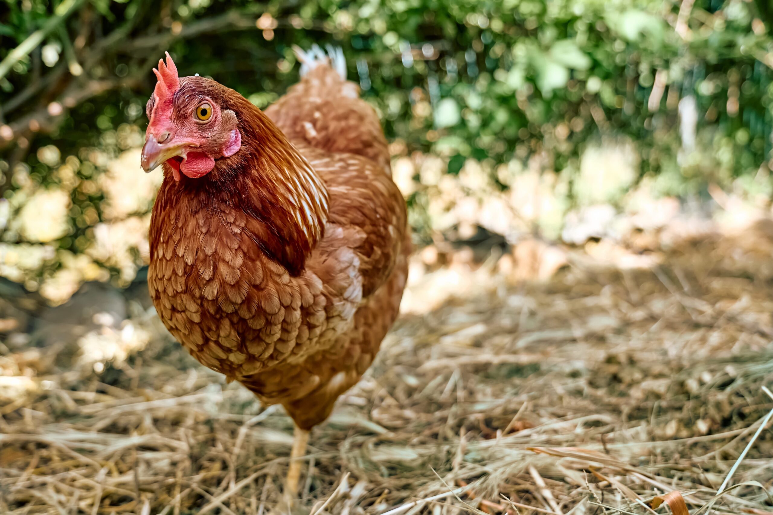 Adelaide Hills Free Range Eggs